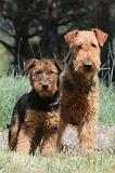AIREDALE TERRIER 135